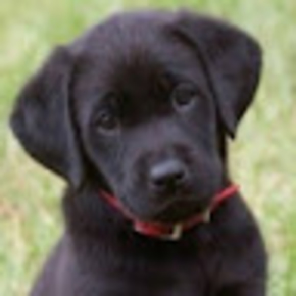 Meet your Posher, Jamie - Picture 1 of 1